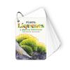 FÍJATE: LÍQUENES Y PLANTAS INFERIORES | 9788410407619 | SANJUAN LLORENS, ANNA/NOGUÉS, ALEX